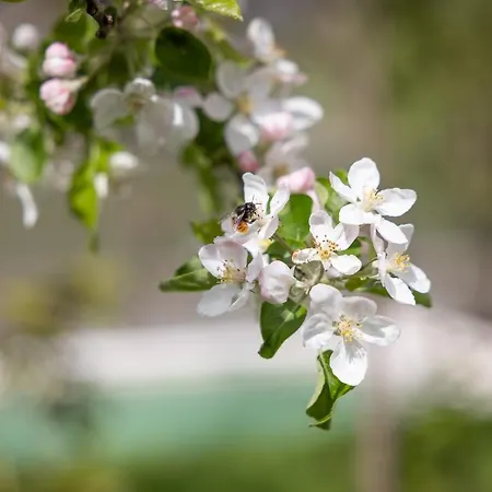 Wachau Σπίτι διακοπών *